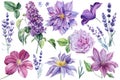 Set of beautiful flowers on isolated white background, watercolor illustration, clematis, rose, lavender and lilac Royalty Free Stock Photo