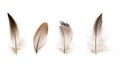 Set of beautiful fragile little bird feathers isolated