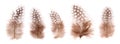 Set of beautiful fragile little bird feathers isolated