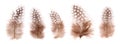 Set of beautiful fragile little bird feathers isolated