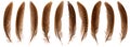 Set of beautiful fragile pheasant bird feathers isolated