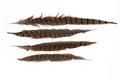 Set of beautiful fragile pheasant bird feathers isolated on white background Royalty Free Stock Photo