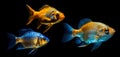 Set of beautiful golden fishes, isolated on black background. Collection of ocean inhabitants. Marine life. Undersea Royalty Free Stock Photo