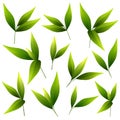 Set of beautiful green leaves Royalty Free Stock Photo