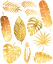 Set with beautiful hand painted golden tropical leaves Royalty Free Stock Photo