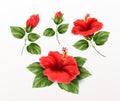 Set is beautiful hibiscus flower, buds and leaves isolated on white background. Exotic tropical plant realistic vector Royalty Free Stock Photo