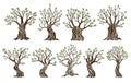 Set of beautiful magnificent olive trees silhouette isolated on white background. Premium quality illustration logo Royalty Free Stock Photo