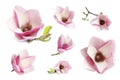Set with beautiful magnolia flowers on background. Spring blossom Royalty Free Stock Photo
