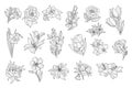 Set of beautiful monochrome flowers. Lily, tulip, peony, rose, daffodil, calendula, pansy, petunia. Sketchy icons. Hand