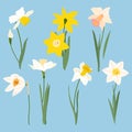 Set of beautiful narcissus flowers for cards, posters, textile, cover. Cartoon daffodil vector illustration on blue background Royalty Free Stock Photo