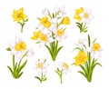 Set of beautiful narcissus flowers for cards, posters, textile etc. Cartoon narcissus vector illustration Royalty Free Stock Photo