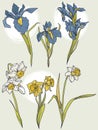 Set of beautiful narcissus and irises flowers