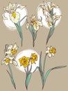 Set of beautiful narcissus and irises flowers