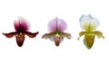 Set of beautiful orchid flowers isolated on white background Royalty Free Stock Photo