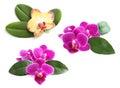 Set of beautiful orchid flowers with leaves on background Royalty Free Stock Photo