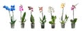 Set of beautiful orchid phalaenopsis flowers in pots