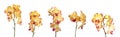 Set of beautiful orchid phalaenopsis flowers Royalty Free Stock Photo