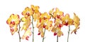 Set of beautiful orchid phalaenopsis flowers on white Royalty Free Stock Photo