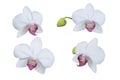 Set of beautiful orchid phalaenopsis, moth orchid, orchid flowers isolated on white background Royalty Free Stock Photo