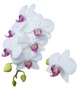 Set of beautiful orchid phalaenopsis, moth orchid, orchid flowers isolated on white background Royalty Free Stock Photo