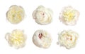 Set of beautiful peony flowers on white