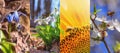 Set of beautiful photos of bees pollinating plants, close-up, banner Royalty Free Stock Photo