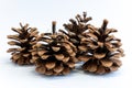 Set of beautiful pine-cone flower shape in Christmas winter. Pine cones pattern isolated on white background.