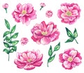 Set of beautiful pink flowers. Hand drawn watercolor illustration. Isolated on white background.