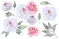 Set of beautiful pink roses. Flowers and leaves isolated on white background. Hand drawn watercolor Royalty Free Stock Photo