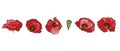 Set of beautiful poppy flowers isolated on white background. Hand drawn vector. Nature floral collection.