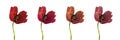 Set with beautiful poppy flowers on background. Banner design Royalty Free Stock Photo