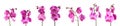 Set of beautiful purple orchid phalaenopsis flowers Royalty Free Stock Photo