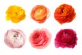 Set of beautiful ranunculus flowers