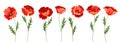 Set of beautiful red poppies Royalty Free Stock Photo