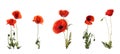 Set of beautiful red poppy flowers isolated on white. Banner design Royalty Free Stock Photo