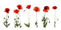 Set of beautiful red poppy flowers isolated. Banner design Royalty Free Stock Photo