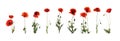Set of beautiful red poppy flowers isolated. Banner design