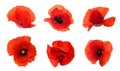 Set of beautiful red poppy flowers isolated on white, top view Royalty Free Stock Photo