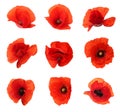 Set of beautiful red poppy flowers isolated, top view Royalty Free Stock Photo