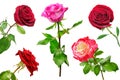 Set of beautiful red roses isolated on white background. Royalty Free Stock Photo