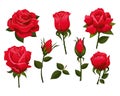 Set of beautiful red roses isolated on white background.Colorful vector roses for invitations, greeting cards, posters etc Royalty Free Stock Photo