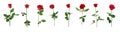 Set of beautiful red roses on white. Banner design Royalty Free Stock Photo