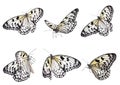 Set of beautiful rice paper butterflies on white background
