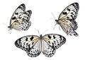 Set of beautiful rice paper butterflies on white
