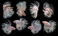 Set of beautiful six betta fish, Collection movement of white crowntail betta, Siamese fighting fish, Cupang, Halfmoon betta