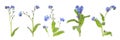 Set with beautiful tender forget me not flowers on white background. Banner design Royalty Free Stock Photo