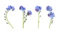 Set with beautiful tender forget me not flowers on white background. Banner design Royalty Free Stock Photo