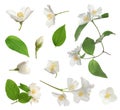 Set with beautiful tender jasmine flowers and leaves on white background