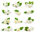 Set with beautiful tender jasmine flowers and green leaves on white background Royalty Free Stock Photo