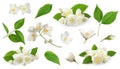 Set with beautiful tender jasmine flowers and green leaves on white background